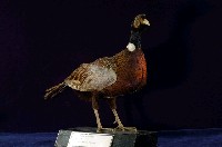 藏品(環頸雉)的圖片